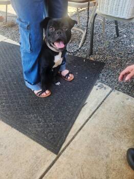 French Bulldog Dogs Available for Adoption in Mocksville, North Carolina - Luna | PetCurious