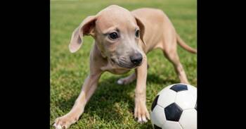 Annie (TX) -  Beagle Dog for Adoption in New York, New York - Annie (TX) | PetCurious