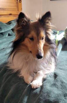 Shetland Sheepdog Sheltie Dogs Available for Adoption - Scar | PetCurious