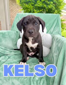 Kelso -  Pit Bull Terrier Dog for Adoption in Shalimar, Florida - Kelso | PetCurious