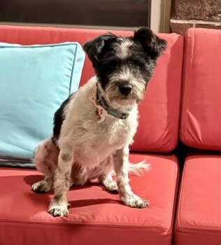Poodle and Terrier Dogs Available for Adoption - Snoopy | PetCurious