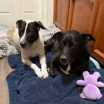 Rescue Mixed Breed Dogs for Adoption in Petaluma, California - Harli (Bonded Pair W/ Bear) | PetCurious