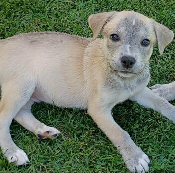 Theo -  Husky and Terrier Dog for Adoption in Salamanca, New York - Theo | PetCurious