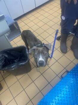 Terrier and Mixed Breed Dogs Available for Adoption in Gainesville, Florida - Hamlet | PetCurious