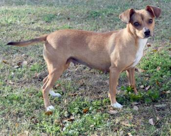 Dachshund and Mixed Breed Dogs Available for Adoption in Kingsland, Georgia - McGonagall | PetCurious