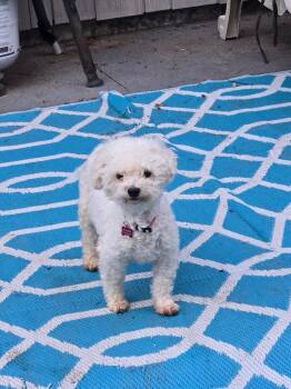 Chrissie -  Bichon Frise Dog for Adoption in Alafaya, Florida - Chrissie | PetCurious