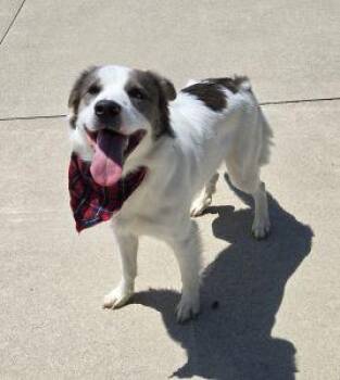 Titus -  Siberian Husky Dog for Adoption in Bucyrus, Ohio - Titus | PetCurious