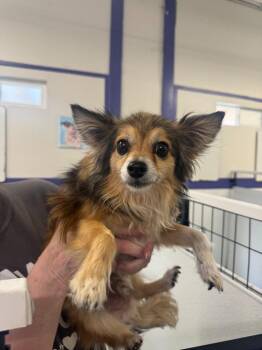Donte -  Pomeranian and Chihuahua Dog for Adoption in St. George, Utah - Donte | PetCurious