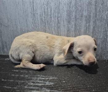A816383 -  Chihuahua Dog for Adoption in San Antonio, Texas - A816383 | PetCurious