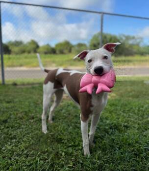 Rescue Pit Bull Terrier Dogs for Adoption in Temple, Texas - Spirit | PetCurious