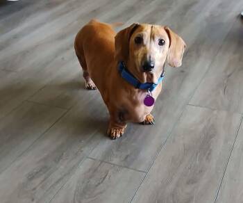 Bailey -  Dachshund Dog for Adoption in Linwood, Michigan - Bailey | PetCurious