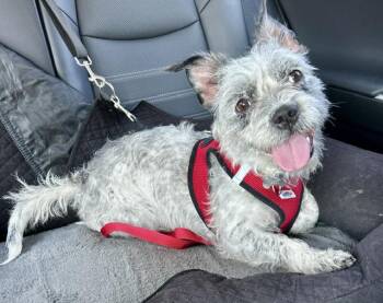 Schnauzer Dogs Available for Adoption - Skylar | PetCurious