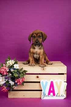 Labrador Retriever and Hound Dogs Available for Adoption - 138-26 | PetCurious