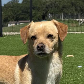 Momo -  Chihuahua Dog for Adoption in Auburn, Nebraska - Momo | PetCurious