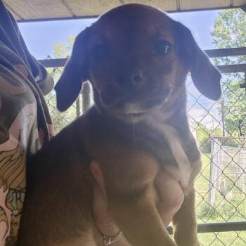 Chihuahua and Dachshund Dogs Available for Adoption in Armonk, New York - AAD Upcoming Arrival! Peter Pan - 26068 | PetCurious
