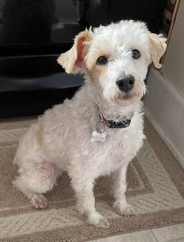 Miniature Schnauzer and Miniature Poodle Dogs Available for Adoption in Elkhart, Indiana - Sophie | PetCurious