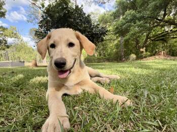 Yellow Labrador Retriever and Australian Cattle Dog Blue Heeler Dogs Available for Adoption - Nanook | PetCurious