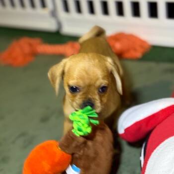 Rescue French Bulldog and Pug Dogs for Adoption in Sacramento, California - Finn | PetCurious