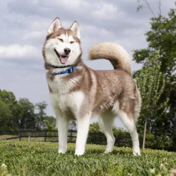 Mixed Breed Dogs Available for Adoption in Franklin, Tennessee - Timecard | PetCurious