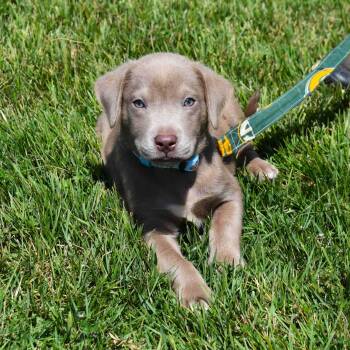 Toby -  Mixed Breed Dog for Adoption in Searcy, Arkansas - Toby | PetCurious