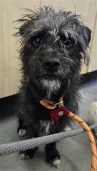 JOEY -  Border Terrier and Affenpinscher Dog for Adoption in Camarillo, California - JOEY | PetCurious