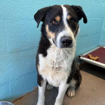 Arlo -  Mixed Breed Dog for Adoption in Flagstaff, Arizona - Arlo | PetCurious
