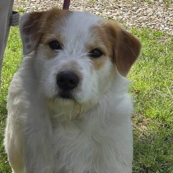 Australian Shepherd and Fox Terrier Dogs Available for Adoption - Teddy | PetCurious