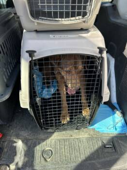 Rescue Mixed Breed Dogs for Adoption in Leander, Texas - Ricardo | PetCurious