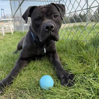 Cane Corso and Rottweiler Dogs Available for Adoption in Manchester, Pennsylvania - Lunnah | PetCurious