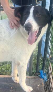 Rescue Mixed Breed Dogs for Adoption in Schertz, Texas - Jude | PetCurious