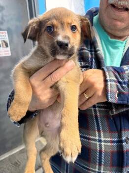 Shepherd Dogs Available for Adoption - Romeo | PetCurious