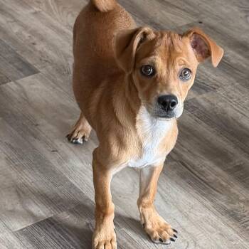 Rambo -  Chihuahua and Mixed Breed Dog for Adoption in Las Vegas, Nevada - Rambo | PetCurious