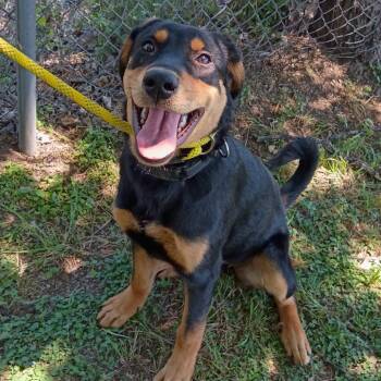 Rottweiler and Mixed Breed Dogs Available for Adoption in Corsicana, Texas - Bonnie P45804 | PetCurious