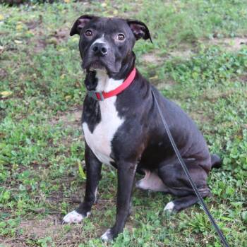 Gibbs -  Boxer and Mixed Breed Dog for Adoption in Festus, Missouri - Gibbs | PetCurious