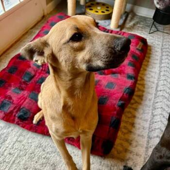 Hound and Mixed Breed Dogs Available for Adoption - Fig | PetCurious