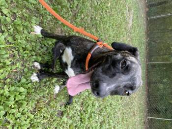Rescue Mountain Cur and Labrador Retriever Dogs for Adoption in Heber Springs, Arkansas - Violet | PetCurious