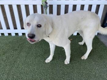 Great Pyrenees Dogs Available for Adoption in Modesto, California - A609827 | PetCurious