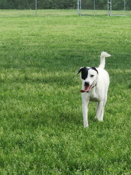 Rescue Retriever Dogs for Adoption in Salt Lake City, Utah - Benelli Belly | PetCurious