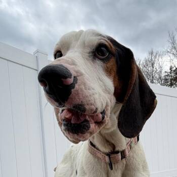 Miller -  Treeing Walker Coonhound Dog Available for Adoption in Harrisonburg, Virginia - Miller | PetCurious