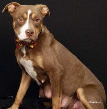 Rescue Chocolate Labrador Retriever and Terrier Dogs for Adoption in Newland, North Carolina - Ruby Roo | PetCurious