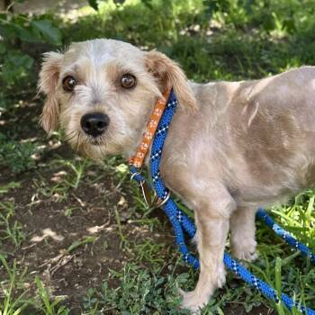 Darlene -  Yorkshire Terrier Dog for Adoption in Lenexa, Kansas - Darlene | PetCurious