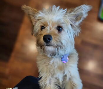 Rescue Maltese Dogs for Adoption in Seattle, Washington - Vivi | PetCurious