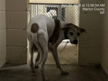 Black Mouth Cur and Mixed Breed Dogs Available for Adoption in Ocala, Florida - A381139 | PetCurious