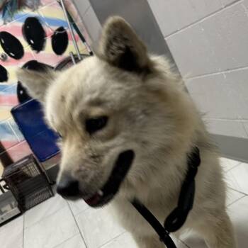 Husky Dogs Available for Adoption in Lufkin, Texas - Blanche | PetCurious
