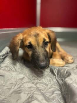 A255832 -  German Shepherd Dog and Mixed Breed Dog for Adoption in Visalia, California - A255832 | PetCurious