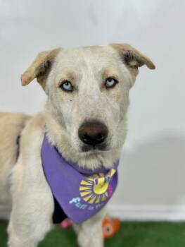 Rescue Husky and Labrador Retriever Dogs for Adoption in Carlsbad, California - Leonardo | PetCurious