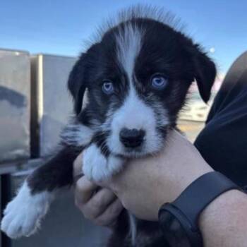 Mixed Breed Dogs Available for Adoption - Jr | PetCurious