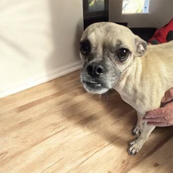 Rescue Pug Dogs for Adoption in Graham, Washington - NINI | PetCurious