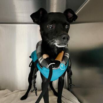 Ozzy -  Chihuahua and Terrier Dog for Adoption in Pasadena, California - Ozzy | PetCurious