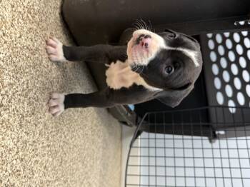 Rooney -  Pit Bull Terrier Dog for Adoption in Stahlstown, Pennsylvania - Rooney | PetCurious